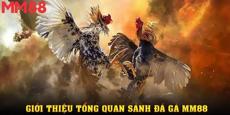 Người chơi hồi hộp theo dõi từng đòn đá của gà chiến